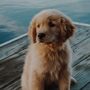 Meet your Posher, Ruby
